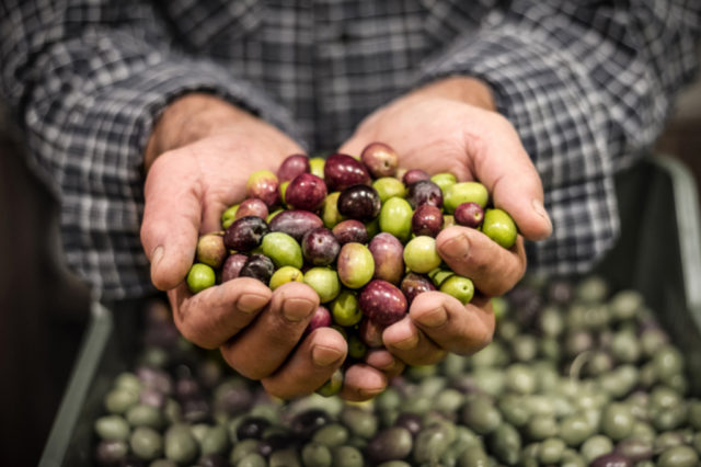 Olivas o aceitunas