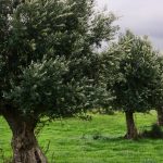 Cultivo sostenible de olivos