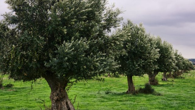 Cultivo sostenible de olivos